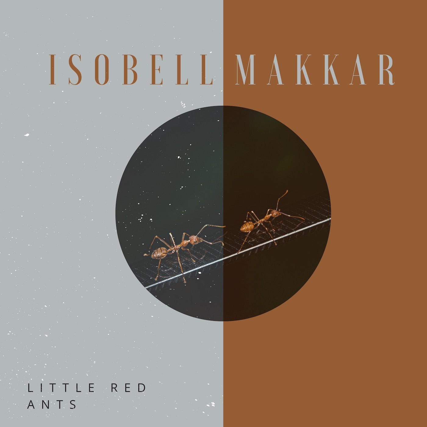 Little Red Ants